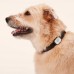Умный трекер активности и здоровья для собак. Whistle Health 2.0 8